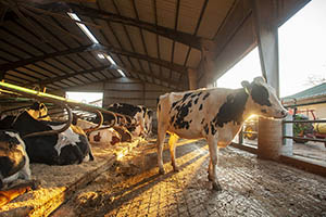 A black and white cow stands in front of a barn